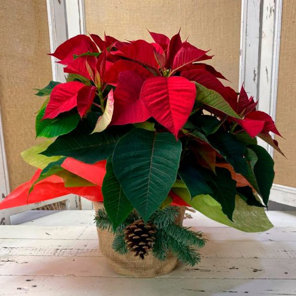Poinsetia Navidad con Yute