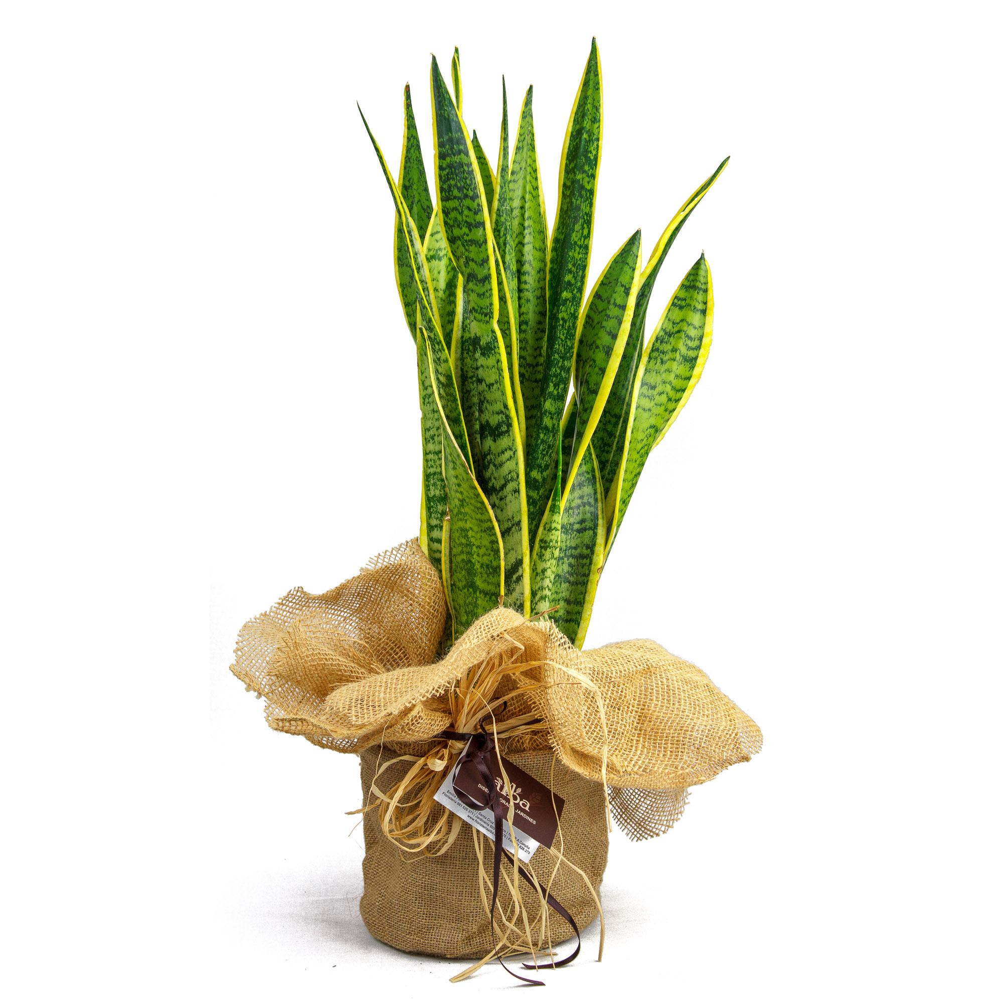 Sansevieria