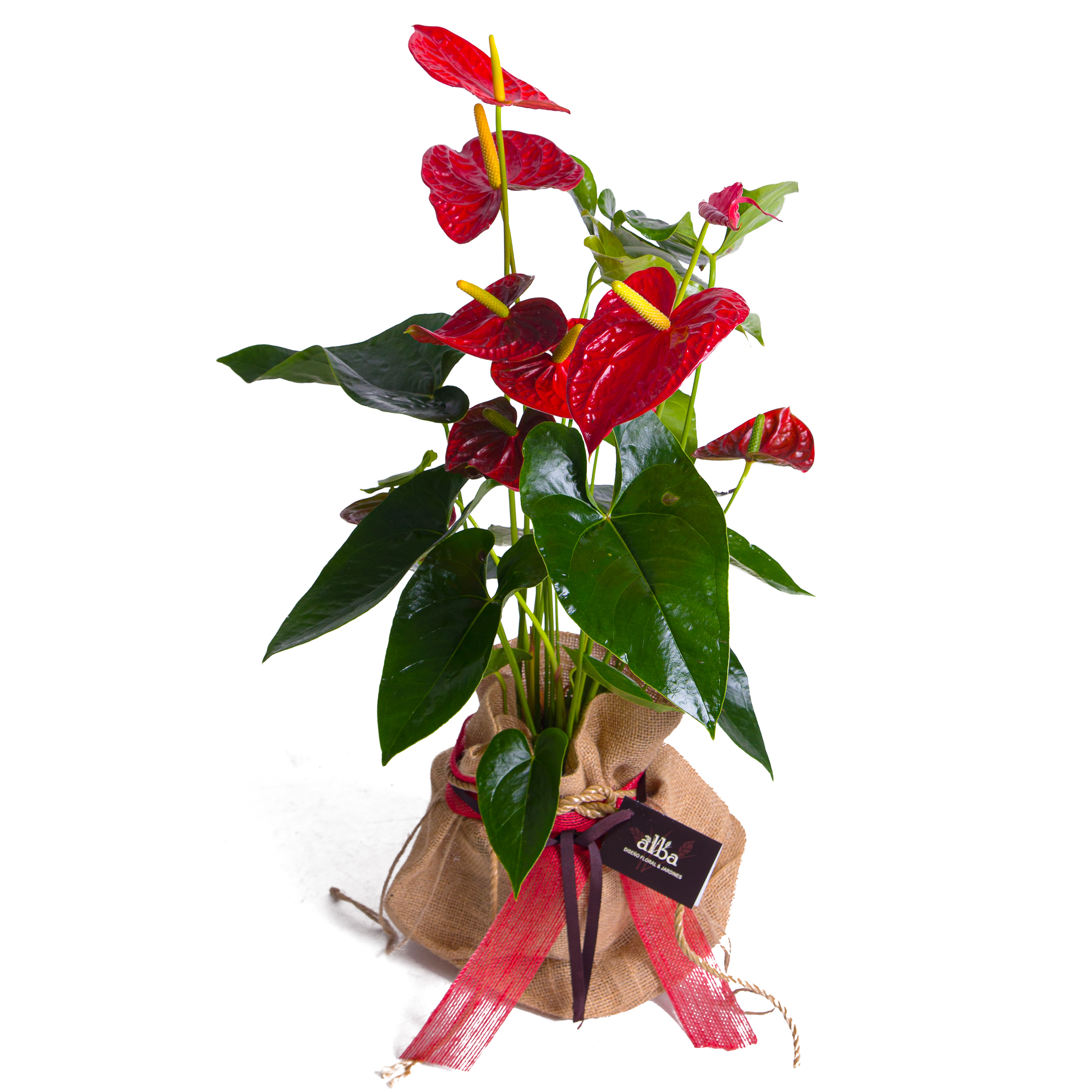 Planta de anthurium