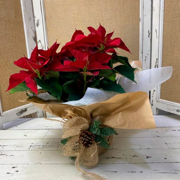 Poinsetia Navidad