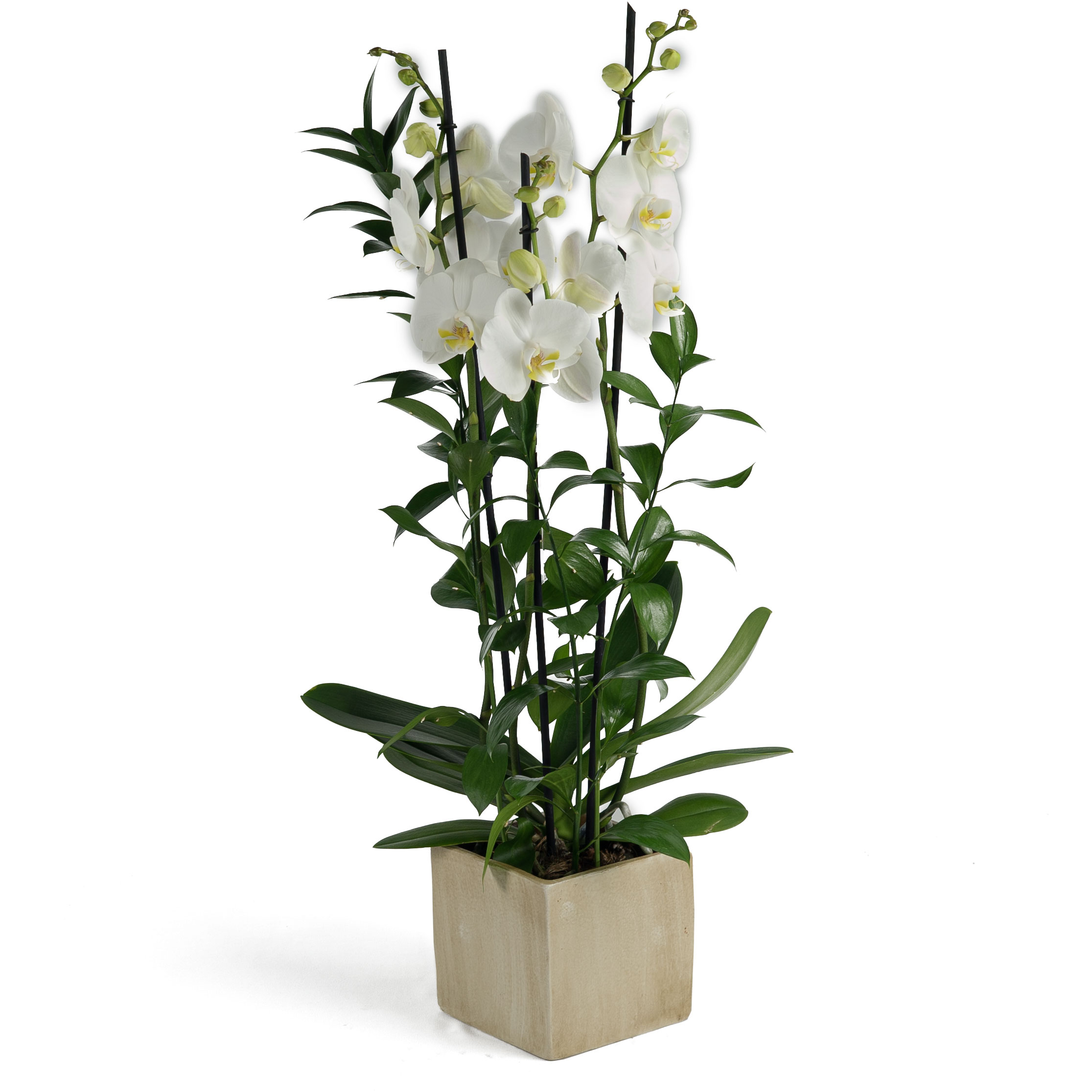 Orquídea phalenopsis con maceta